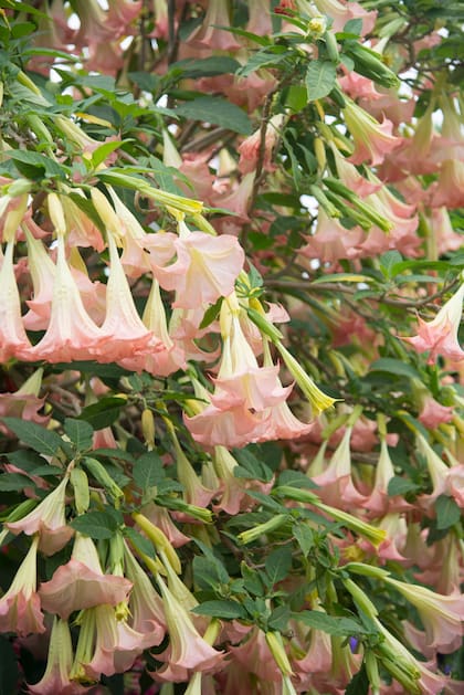 Brugmansia suaveolens o floripondio, conocido como “planta del diablo”, pese a su uso sagrado en pueblos andinos y amazónicos
