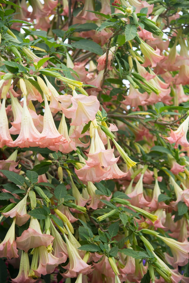 Las plantas más polémicas del mundo: entre prohibiciones, rituales y resistencia