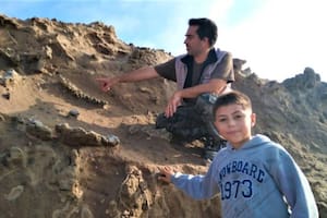 Caminaba por la playa en Miramar y encontró fósiles de un perezoso gigante de hace unos 100.000 años