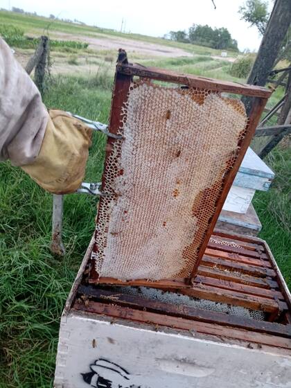 Bruno muestra la miel en las colmenas