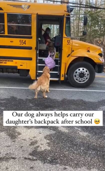 Bubba, el perro que ayuda a su hermanita con la mochila del colegio ya recorre las redes sociales