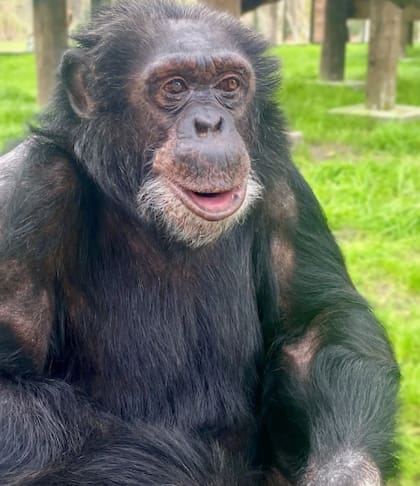 Bubbles en el Center for Great Apes, Florida. (Foto: centerforgreatapes.org)