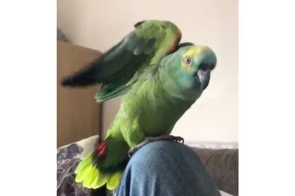 Bud, dijo su dueña, tiene oídos murciélagos, ya que es capaz de detectar cuando se abre un paquete de papas fritas en un radio de 6km