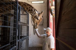 Cómo es el día de Buddy y Ciro, las jirafas del Ecoparque