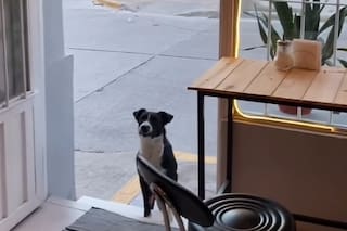 El inesperado cliente de una cafetería en Jujuy que todas las mañanas aparece a la misma hora