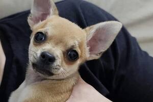 Budín, el chihuahua de tres meses buscado desesperadamente por su familia