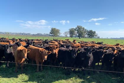 buenas prácticas ganaderas