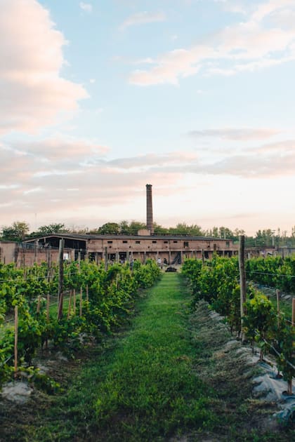 Buenos Aires tiene una gran propuesta para disfrutar del enoturismo (Gentileza: Bodega Nueva Corinema)