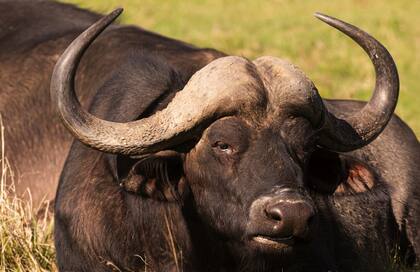 Búfalo, uno de los “big five”