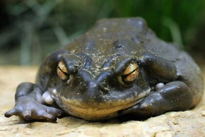 Bufo Alvarius, más conocido como Sapo del desierto sonorense, posee la caracterísitca que, de sus secreciones, se obtiene una sustancia alucinógena