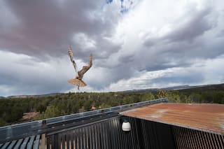 Búho rescatado de una mezcladora de cemento en Utah vuelve a volar en libertad