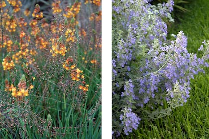 Bulbine caulescens y Nepeta mussini, dos especies que mantendrán sus flores incluso en tiempos de sequía