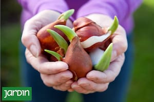Cuáles plantar en otoño, cómo cuidarlas y por qué son una de las opciones favoritas para cualquier jardín
