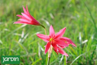 Dos flores espectaculares que aportan un estallido de color a los pastizales