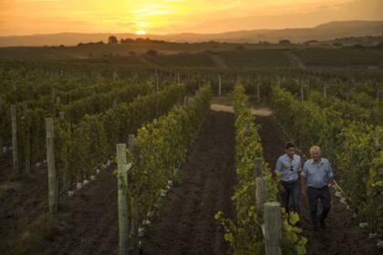 Bulgheroni entre los viñedos de Bodega Garzón, en Uruguay