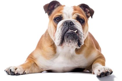 El bulldog inglés desarrolló patologías que ponen en riesgo sus vidas