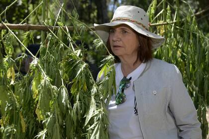 "Desde aquí, la droga puede entrar por Misiones, Formosa y Corrientes", dijo la ministra Bullrich al recorrer una plantación de marihuana