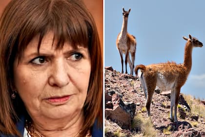 Polémica: qué hay detrás de la mención de Patricia Bullrich sobre los guanacos en el conflicto con Chubut