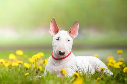Bullterrier