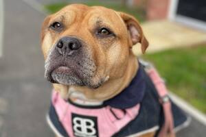 Emocionante: ayudan a una perra con cáncer terminal a “cumplir sus sueños”