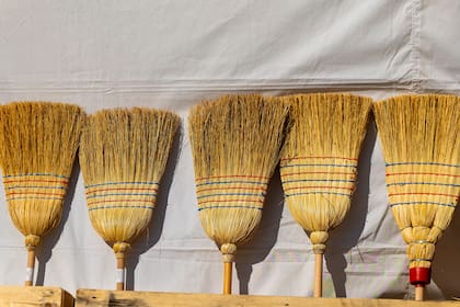 Según Agrocultura, la mejor calidad de la hebra de sorgo de escoba se logra cosechando cuando la paja presenta color ‘verde nilo’ o semejante a un grano de arveja