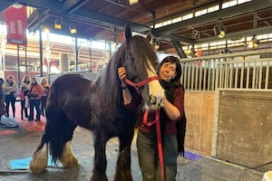 El caballo que llegó a la Argentina y llama la atención por sus características únicas