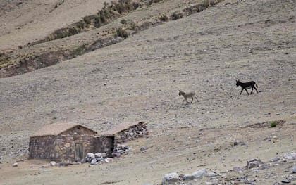 Burros y mulas son aliados de los pastores en las alturas de la puna