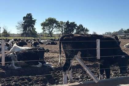 Buscan aprovechar los terneros Holando