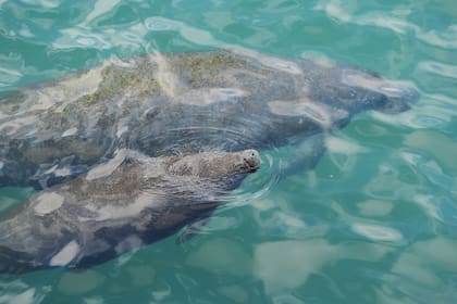 Buscan aumentar los límites de velocidad en zonas de protección para los manatíes