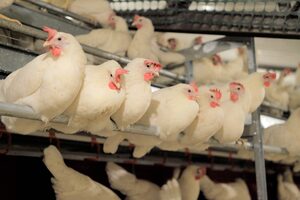 Por la gripe aviar, el Gobierno prohibió la venta de aves vivas en todo el país