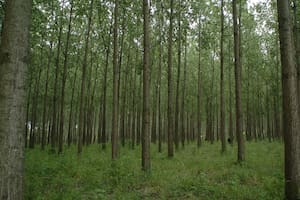 Una ley necesaria para la foresto industria