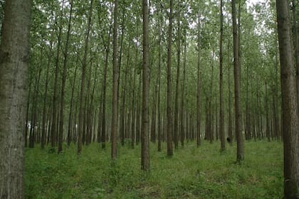 En Argentina se impulsaron cuencas forestales sostenibles