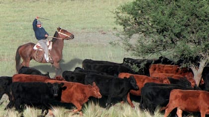 “La escasez de oferta ganadera se combina con una demanda exportadora muy firme", dijo