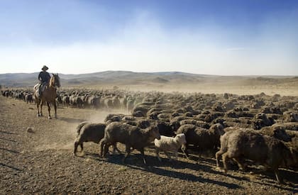 Buscan mejorar suelos y producción ganadera en la Patagonia con un plan binacional