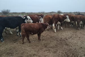 La tecnología con la cual Mendoza apunta a salvar la producción de carne