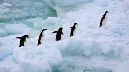 Buscan preservar el hábitat de los pingüinos