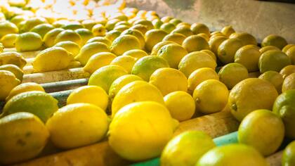 Buscan preservar la sanidad de limones y otros cítricos