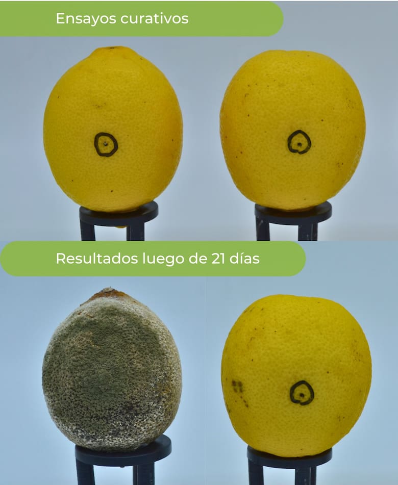 Tres expertos descubrieron cómo evitar el deterioro en los alimentos