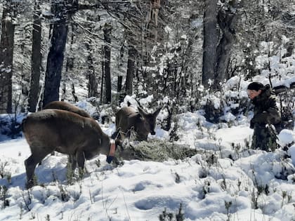 Buscan recuperar las poblaciones de estos mamíferos en Chubut (Foto: Fundación Temaikén)