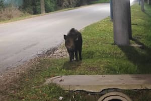 Buscan a un jabalí en Escobar a días de que apareciera un puma que aún no fue encontrado