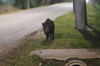 Buscan a un jabalí en Escobar a días de que apareciera un puma que aún no fue encontrado