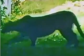 Buscan a un puma suelto en Escobar: lo vieron merodeando en las afueras de un country