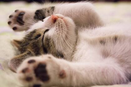 Buscar actividad es una gran opción para los felinos (Foto Pexels)