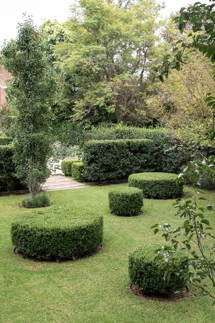 Buxus en topiario y rosales, combinación perfecta.