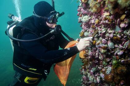 Buzo recolectando ostras en Puerto Madryn