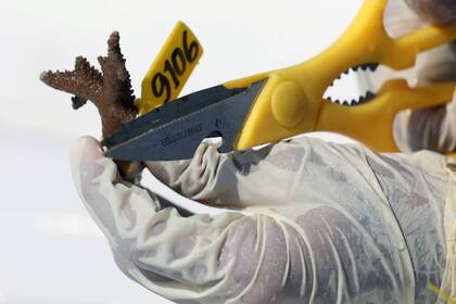 Al igual que en otros lados del mundo, EAU ha estado sufriendo por una degradación ambiental significativa en las últimas dos décadas