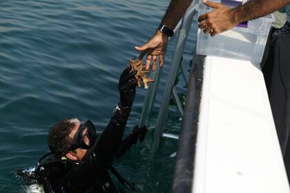 Dentro de cinco años, esperan haber cubierto 300.000 metros cuadrados con 1,5 millones de corales