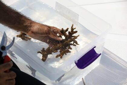 Las barreras de corales, que necesitan cientos de años para desarrollarse, son cruciales para la supervivencia de las especies marinas