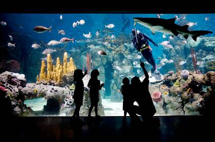 En Temaikén los chicos disfrutan de ver el acuario, donde pueden observar a los peces en un escenario impactante y también les gusta visitar el lugar de las aves