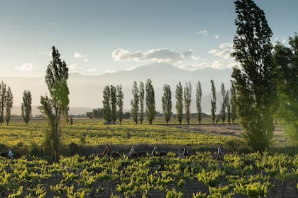 Cabalgata al atardecer entre viñedos